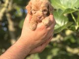 Küçük Poodle Kızım