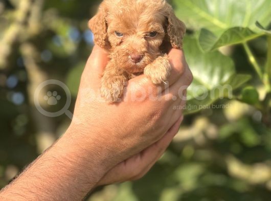 Küçük Poodle Kızım görsel