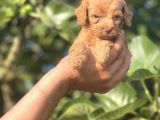 Küçük Poodle Kızım