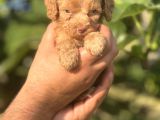 Küçük Poodle Kızım