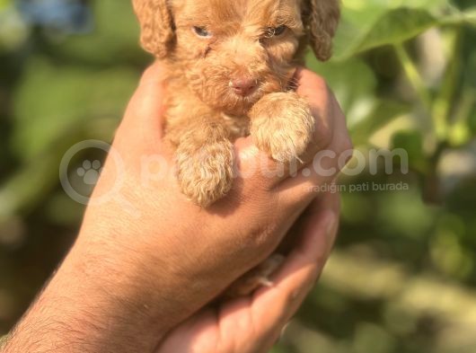 Küçük Poodle Kızım görsel