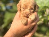 Küçük Poodle Kızım
