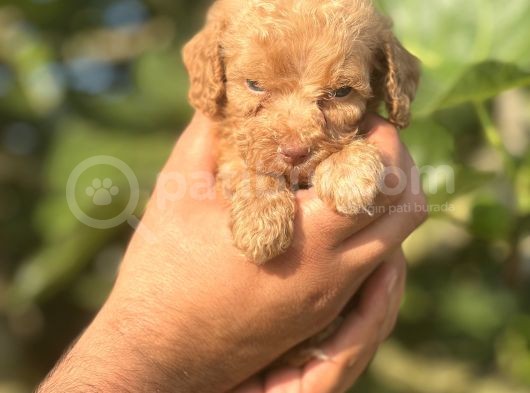Küçük Poodle Kızım görsel
