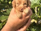 Küçük poodle kızım