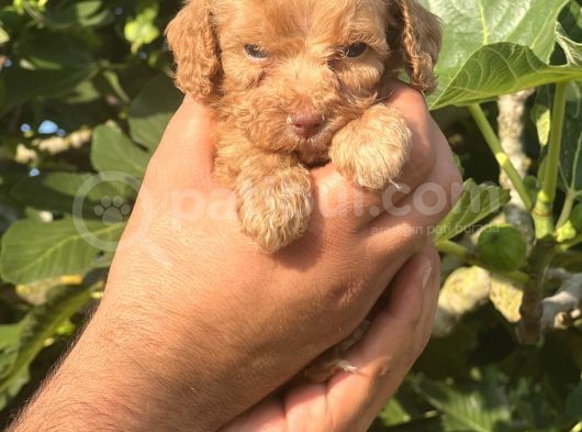 Küçük Poodle Kızım