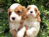 Mükemmel Kalite Cavalier Yavrularımız