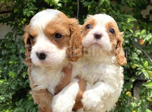 Mükemmel Kalite Cavalier Yavrularımız görsel