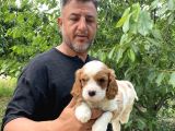 Mükemmel Kalite Cavalier Yavrularımız
