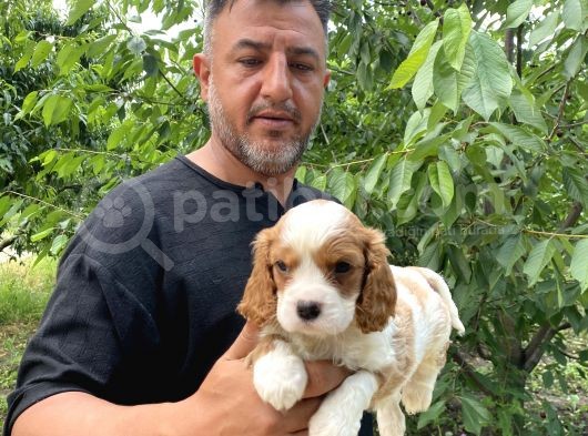Mükemmel Kalite Cavalier Yavrularımız görsel