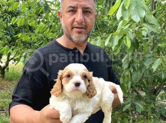 Mükemmel Kalite Cavalier Yavrularımız