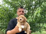 Her Renk Poodle Yavrularımız