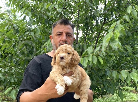 Her Renk Poodle Yavrularımız görsel