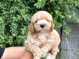Her Renk Poodle Yavrularımız