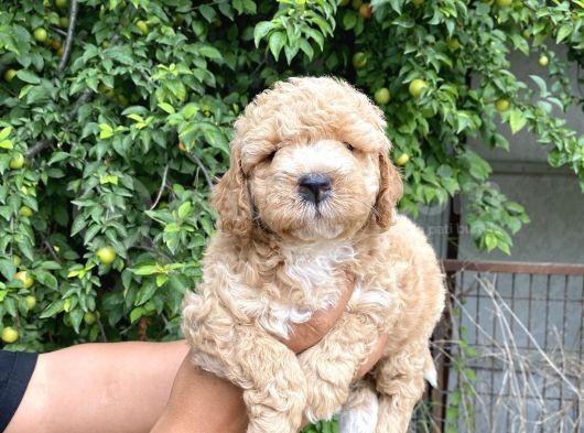 Her Renk Poodle Yavrularımız görsel