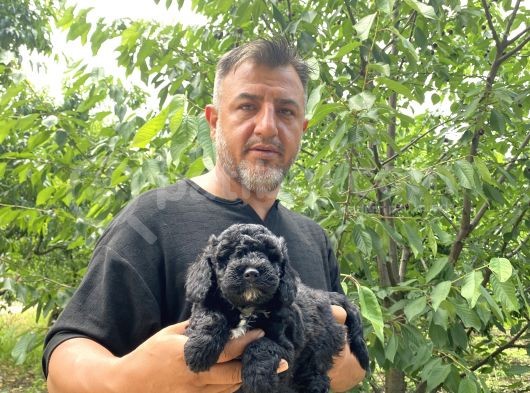 Her Renk Poodle Yavrularımız