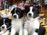 A Clasmanda Border Collie Yavrularımız