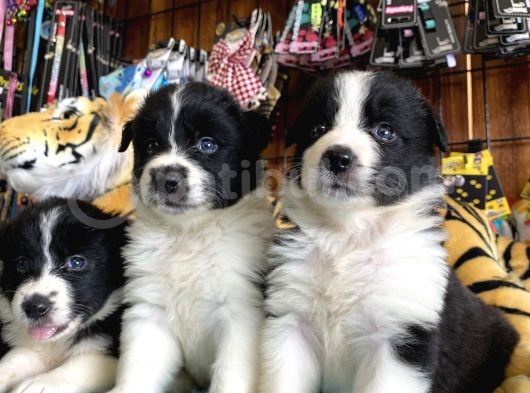 A Clasmanda Border Collie Yavrularımız görsel