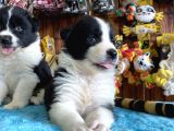 A Clasmanda Border Collie Yavrularımız