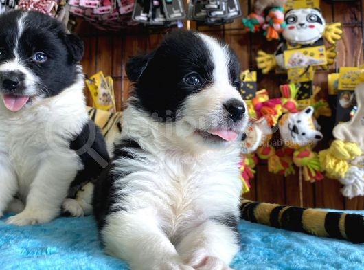 A Clasmanda Border Collie Yavrularımız görsel