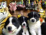 A Clasmanda Border Collie Yavrularımız