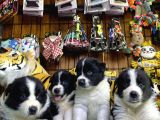 A Clasmanda Border Collie Yavrularımız