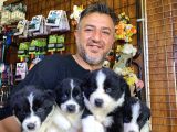 A Clasmanda Border Collie Yavrularımız