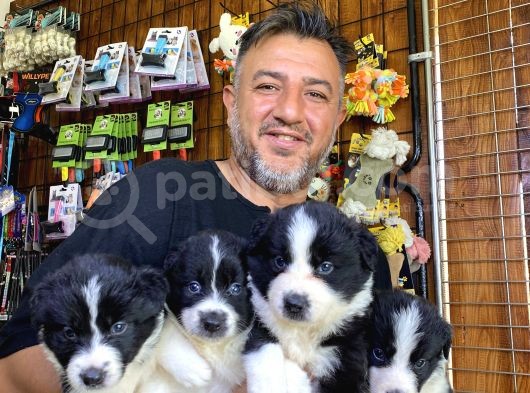 A Clasmanda Border Collie Yavrularımız görsel