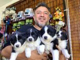 A Clasmanda Border Collie Yavrularımız