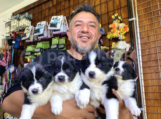 A Clasmanda Border Collie Yavrularımız