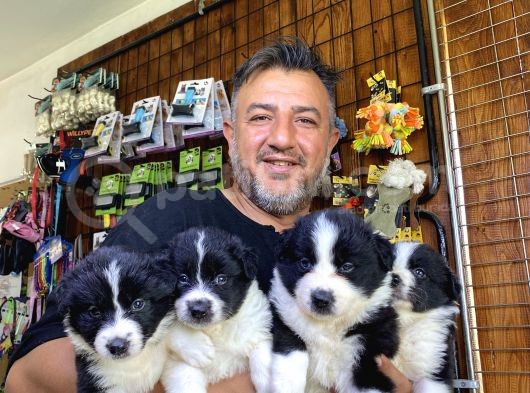 A Clasmanda Border Collie Yavrularımız görsel