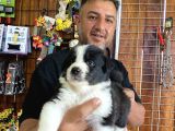 A Clasmanda Border Collie Yavrularımız