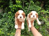 Mükemmel Kalite Cavalier Yavrularımız