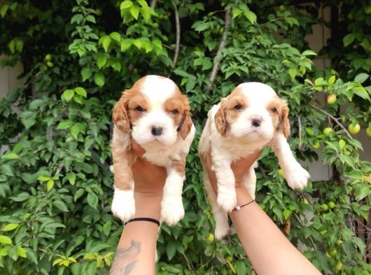 Mükemmel Kalite Cavalier Yavrularımız görsel