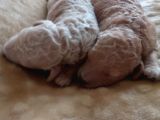Her Renk Poodle Yavrularımız