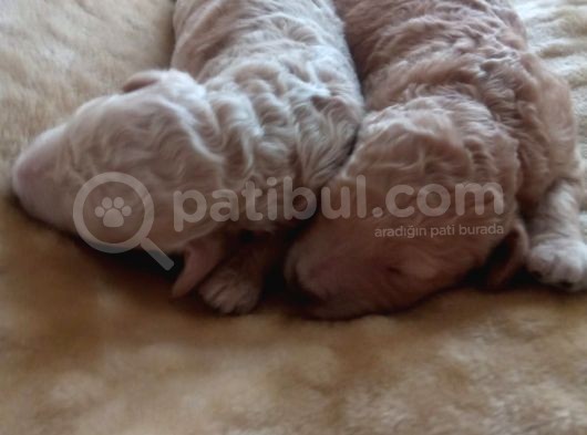 Her Renk Poodle Yavrularımız görsel