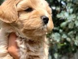 A kalite maltipoo bebekler