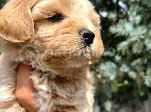 A Kalite Maltipoo Bebekler