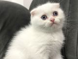 Scottish Fold  Yavrular