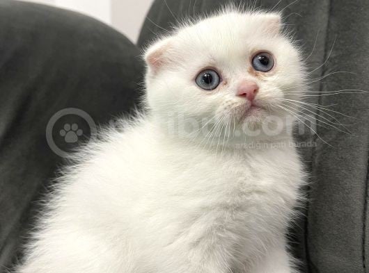 Scottish Fold  Yavrular görsel