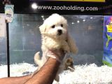 MALTİPOO YAVRULARI VONAP PET GÜVENCESİYLE