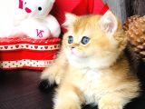 Safkan British Shorthair