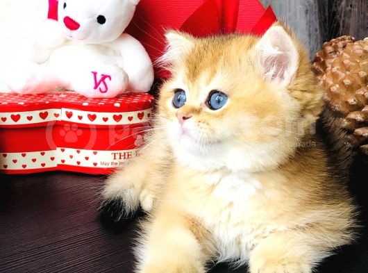 Safkan British Shorthair görsel