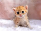 İnci Tanemiz Golden Ny11 British Shorthair
