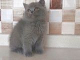 Safkan Bri̇tti̇sh Shorthai̇r