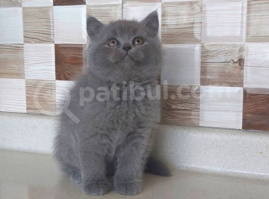Safkan Bri̇tti̇sh Shorthai̇r