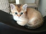 Harika Golden Çocuk British Shorthair