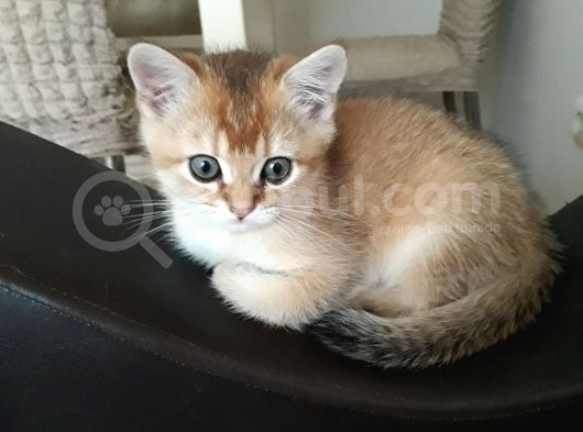 Harika Golden Çocuk British Shorthair görsel