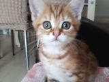 Harika Golden Çocuk British Shorthair