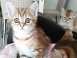 Harika Golden Çocuk British Shorthair