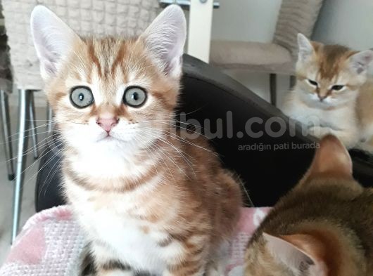 Harika Golden Çocuk British Shorthair görsel
